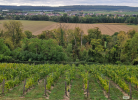 photo prise dans les vignes du domaine